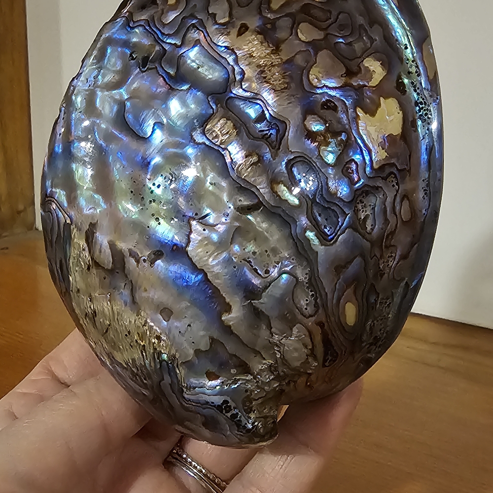 Elegant Vintage Iridescent New Zealand Paua Abalone Shell
